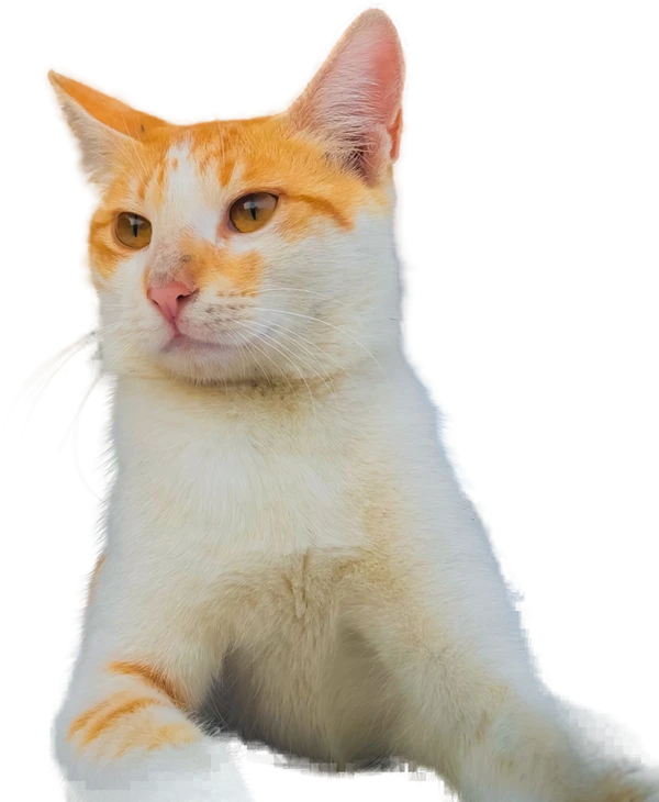 Orange and white cat on a Mac wallpaper