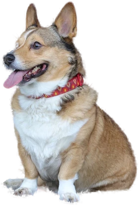 Corgi on a pink Apple Watch wallpaper