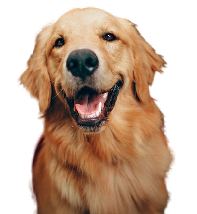 Golden retriever on a personalized iPhone wallpaper